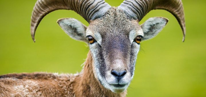 Wildlife Photography